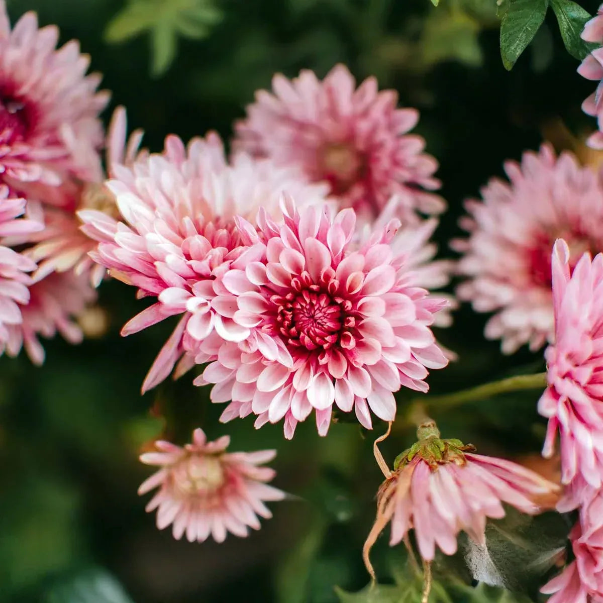 Pink Chrysanthemum Starter Plant Bare Root Early Bloom Variety USDA Zones 5-9