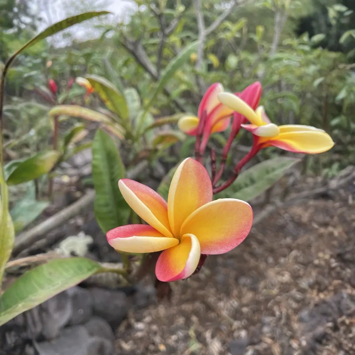 1 Orange Rainbow Plumeria 8-12" Unrooted Cutting | Frangipani Flower, Tropical Plant for Garden & Home