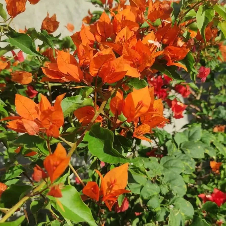 Bougainvillea Orange King Live Plant 1-2 Ft Tall in 3-Gal Pot Orange Blooms USDA Zones 9-11