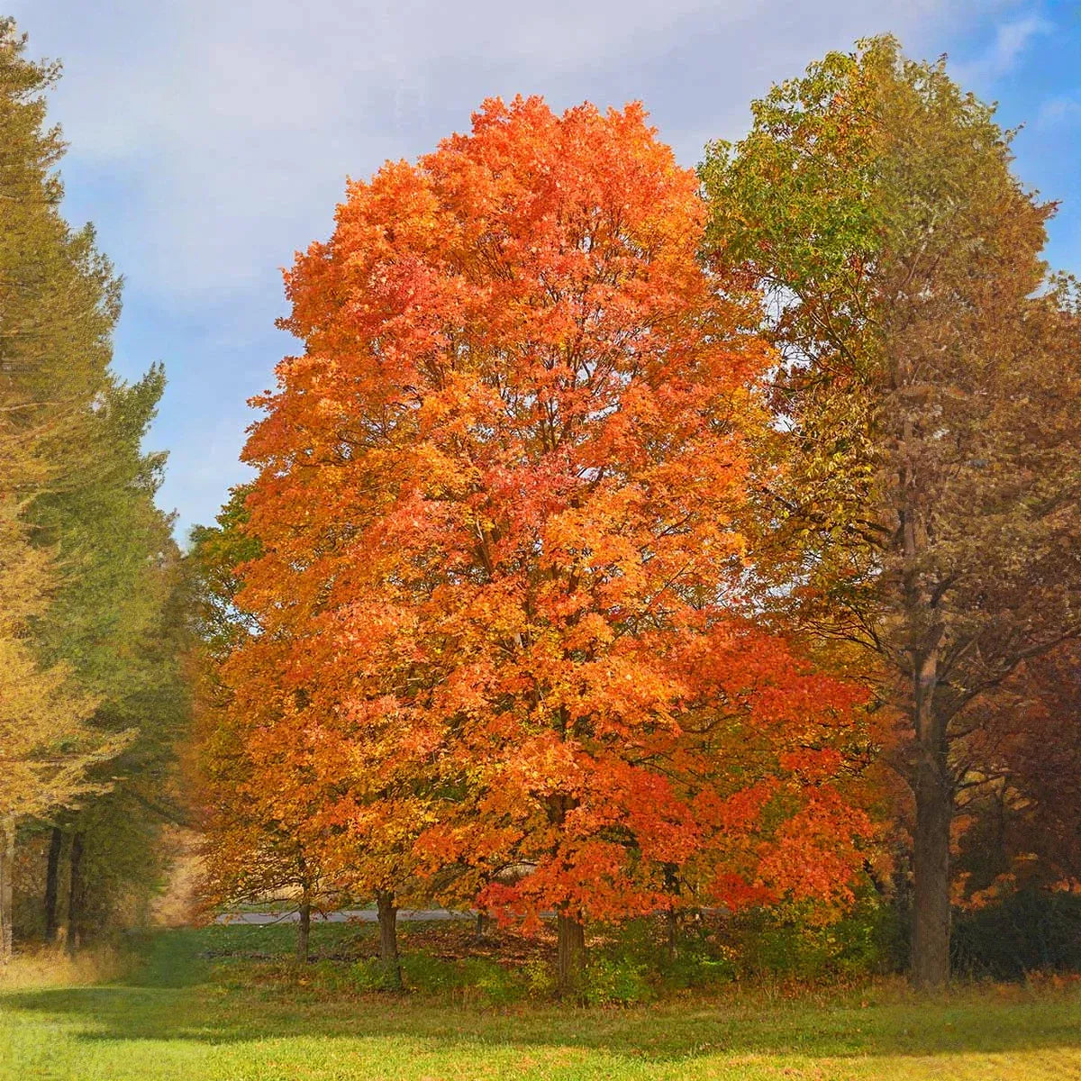 8 Fresh Cut Sugar Maple Tree Unrooted Cuttings - Acer saccharum, Sugar Maple Scions for Grafting, Tree Propagation, Hardy Tree Cuttings