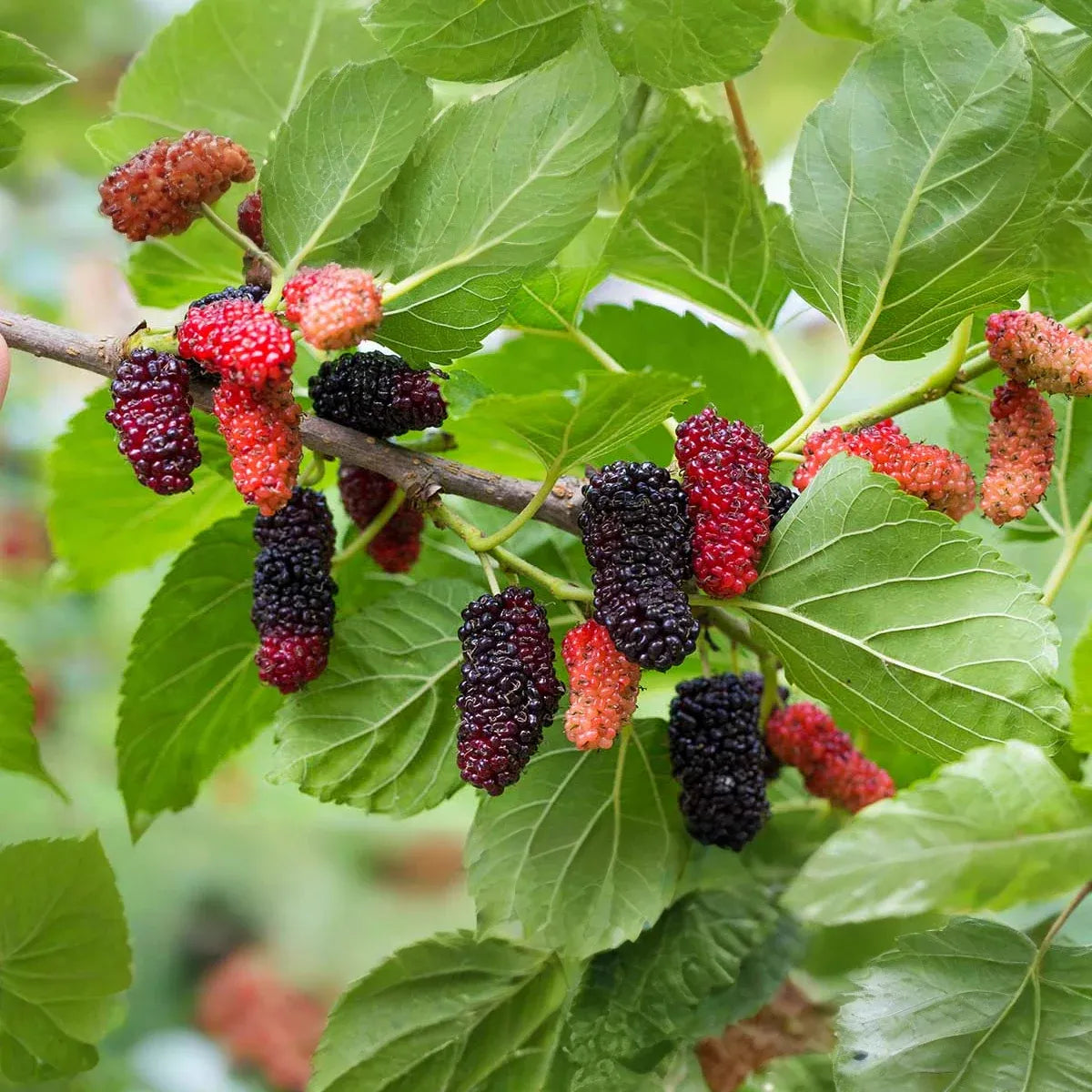 5 Dwarf Everbearing Mulberry Trees - Morus nigra | Live Starter Plants | Edible Fruit Tree for Containers, Gardens, and Landscapes