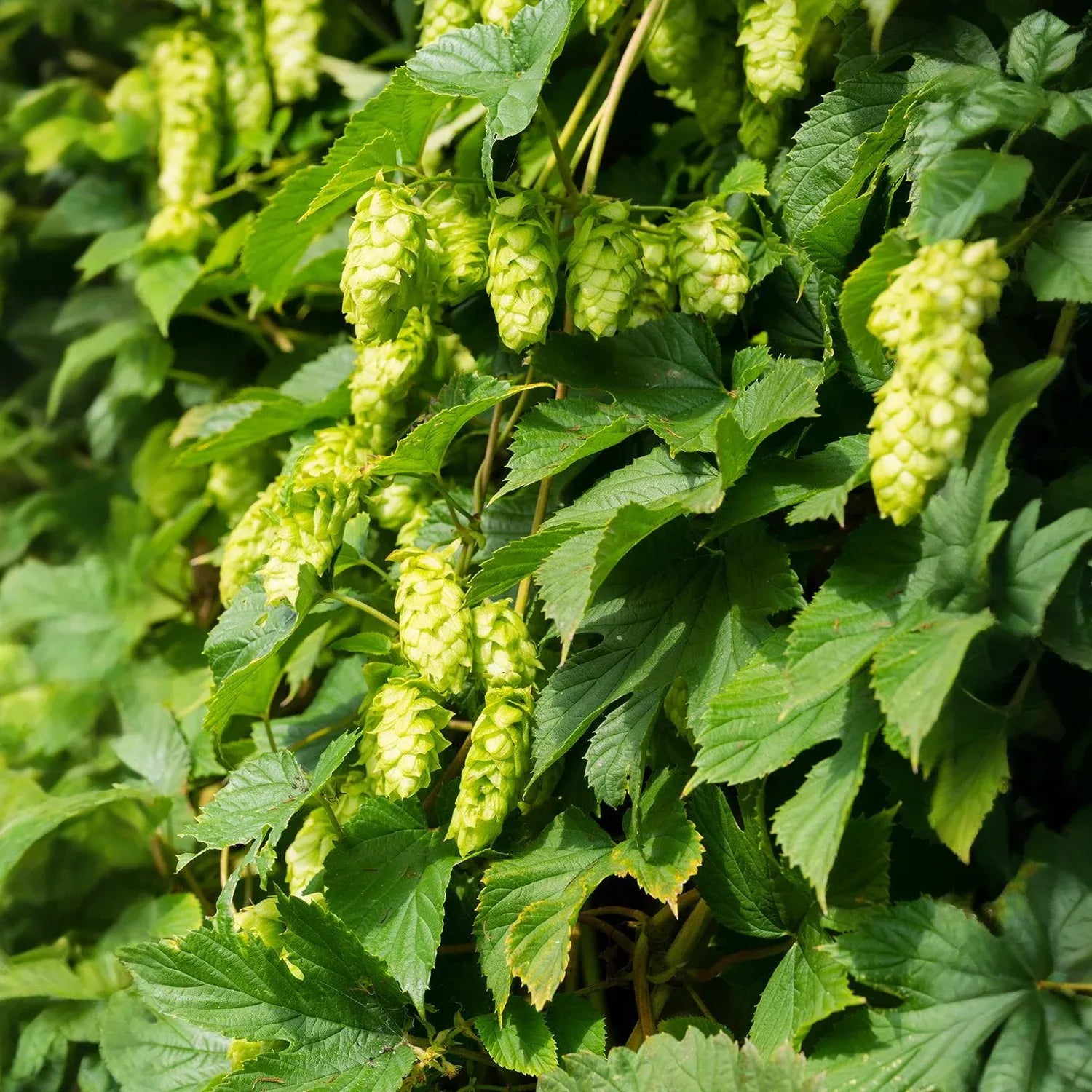 5 Saaz Hops Seeds | Humulus lupulus | Non-GMO Hop Vine for Vertical Gardens, Trellises & Landscapes | Fast-Growing Climber