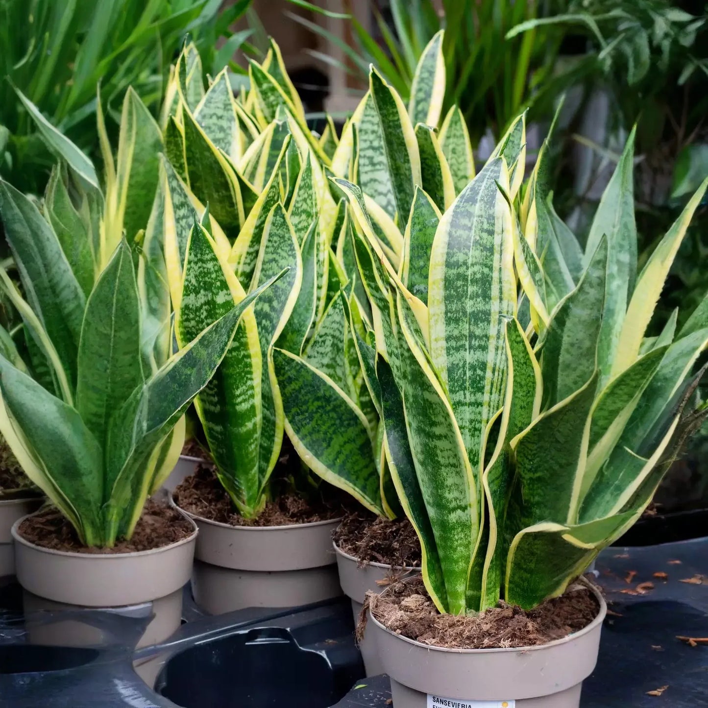 1 Sansevieria Trifasciata Snake Plant in 4" Pot - Low Maintenance Indoor Houseplant, Air Purifying