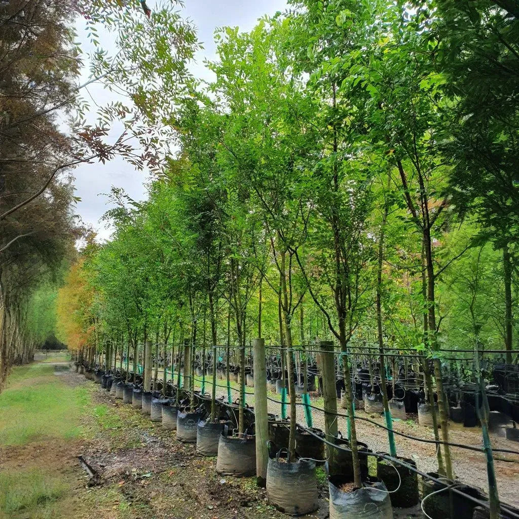 3 Chinese Elm Tree (Lacebark) Rooted Cuttings | Ulmus Parvifolia, Ideal for Bonsai, Hardy, Ornamental Tree for Home & Garden