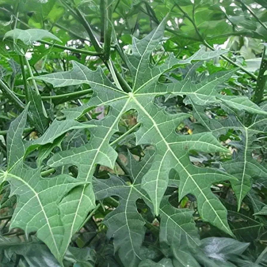 Chaya Cuttings, 3 Live Stems, 6-8", Cnidoscolus aconitifolius, Tropical Spinach Tree, USDA Zones 10-12