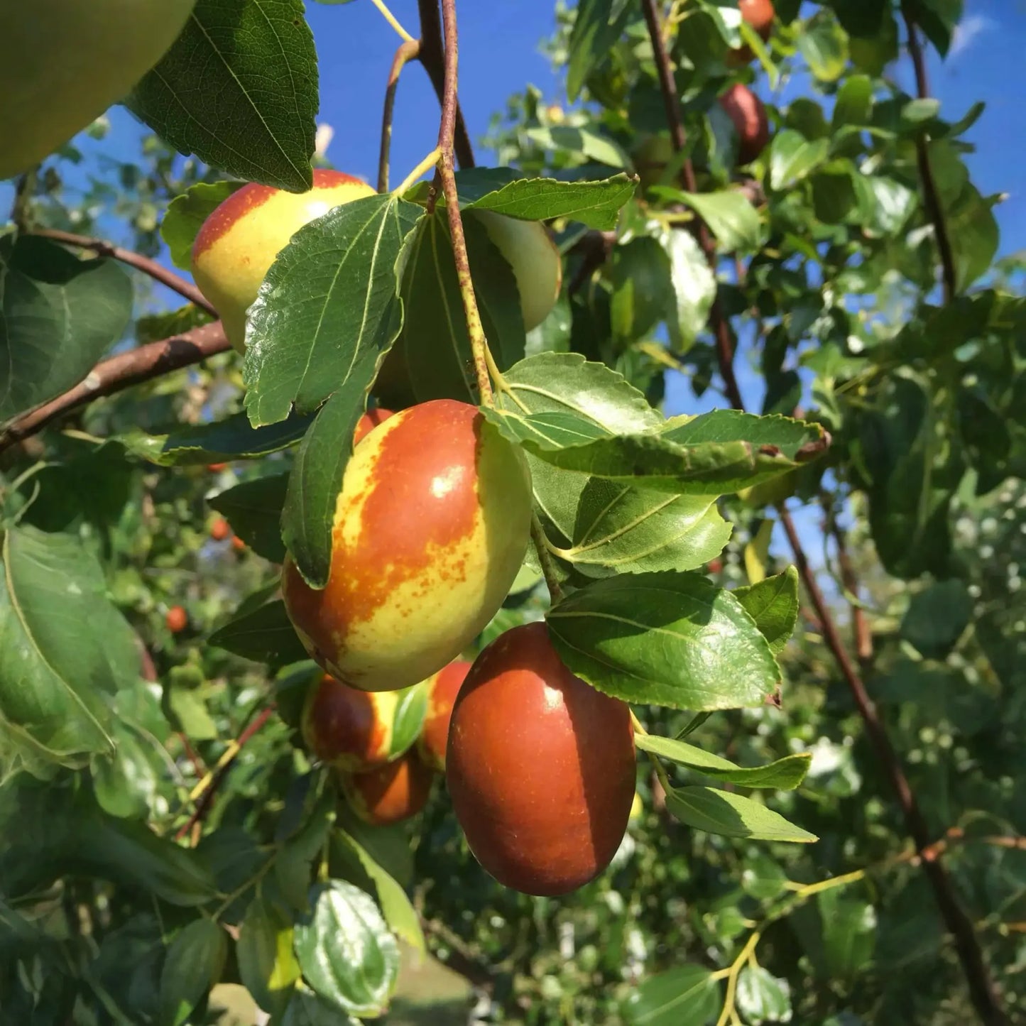 3 Chico Jujube Scion Cuttings 6-8" for Grafting, No Roots, Ziziphus jujuba, Sweet Fruit Tree, Ideal for Grafting or Propagation