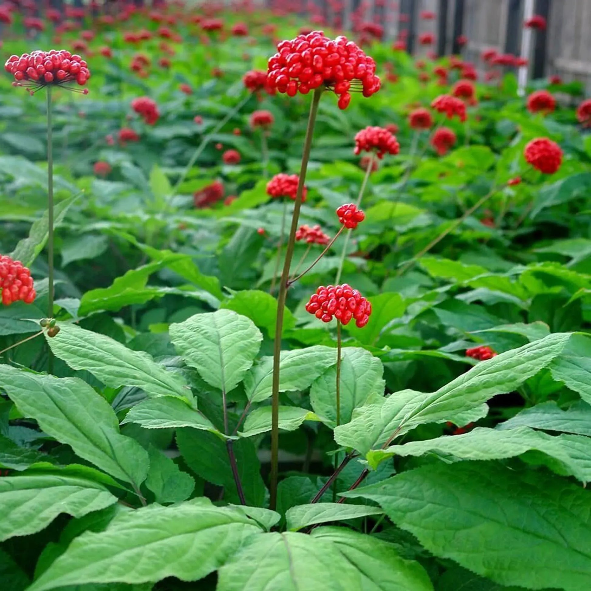 10 Seeds Asian Ginseng (Panax Ginseng) - Medicinal Perennial Herb - Heirloom Adaptogenic Root Plant - Grow Your Own Herbal Remedy