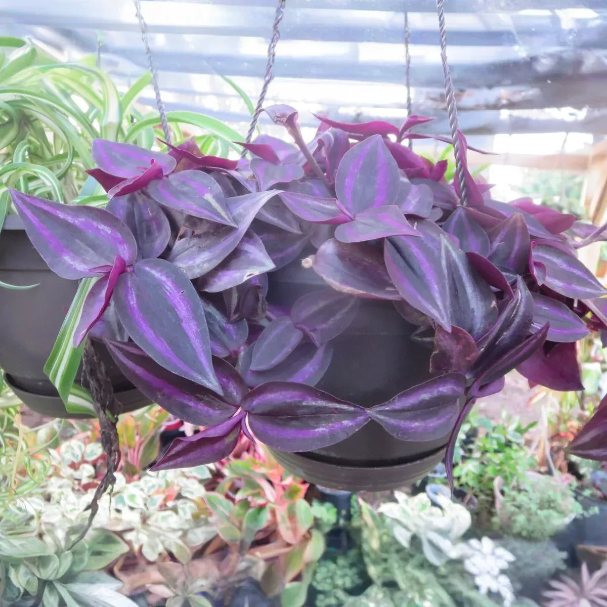 Tradescantia 'Burgundy' Cuttings - 8 Live Cuttings, Purple Wandering Jew, Houseplant Propagation