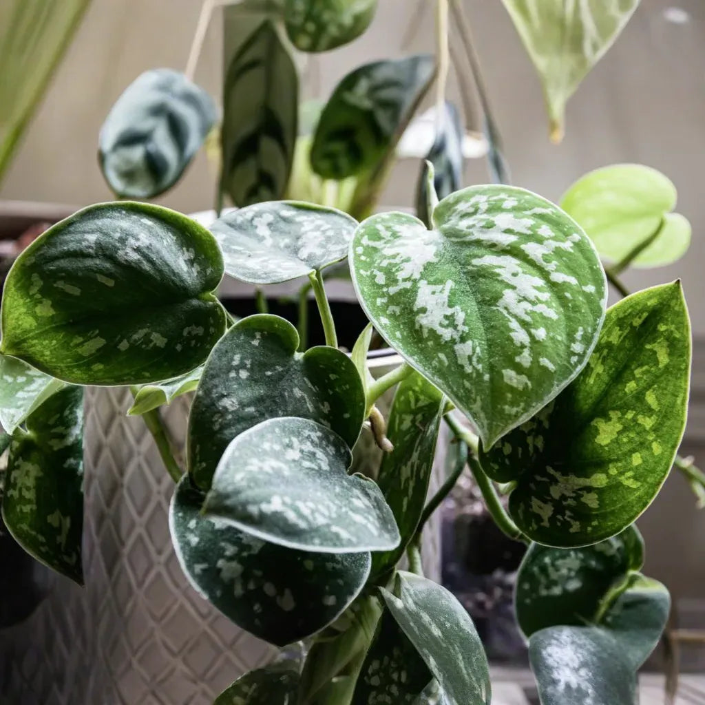 2 Rooted Scindapsus Cuttings, Satin Pothos Starter Plant, Silver Leaf Vine, Easy-Care Houseplant, Trailing or Climbing Indoor Plant