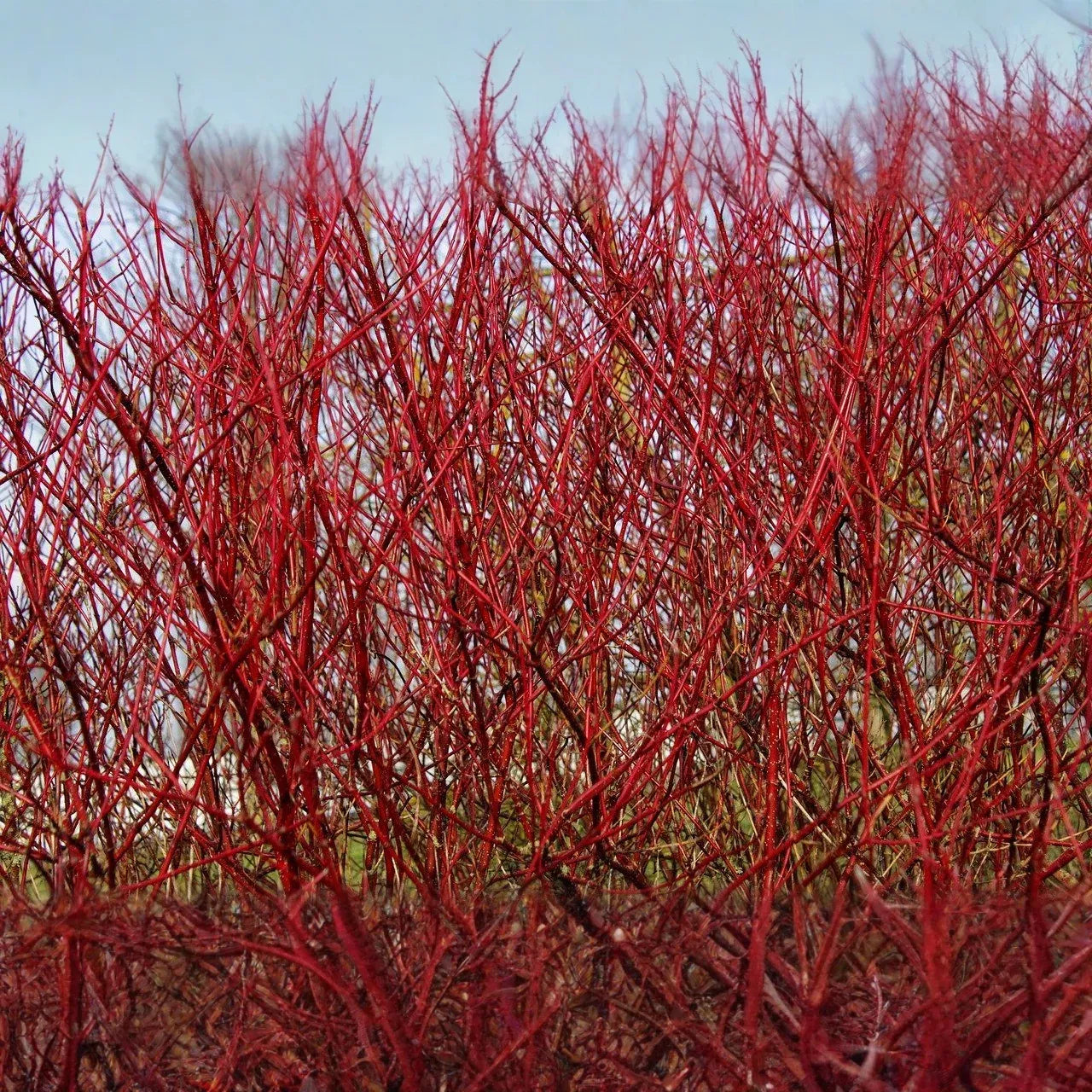 Red Osier Dogwood Cuttings - 30 Live 12-inch Stems, Cornus sericea, USDA Zones 3-8