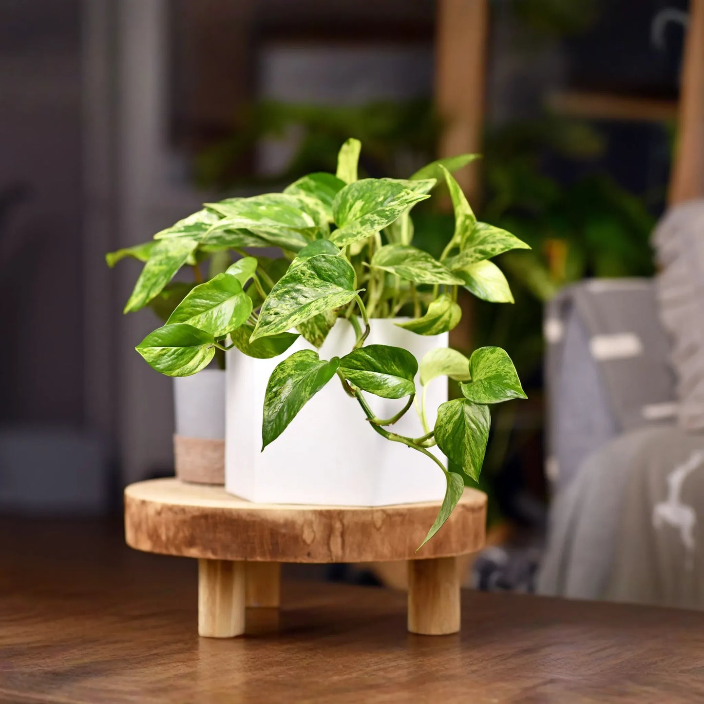 Golden Pothos Rooted Cuttings | 6 Indoor/Outdoor Plants | Bare Root | Live Houseplant for Soil or Water Growing