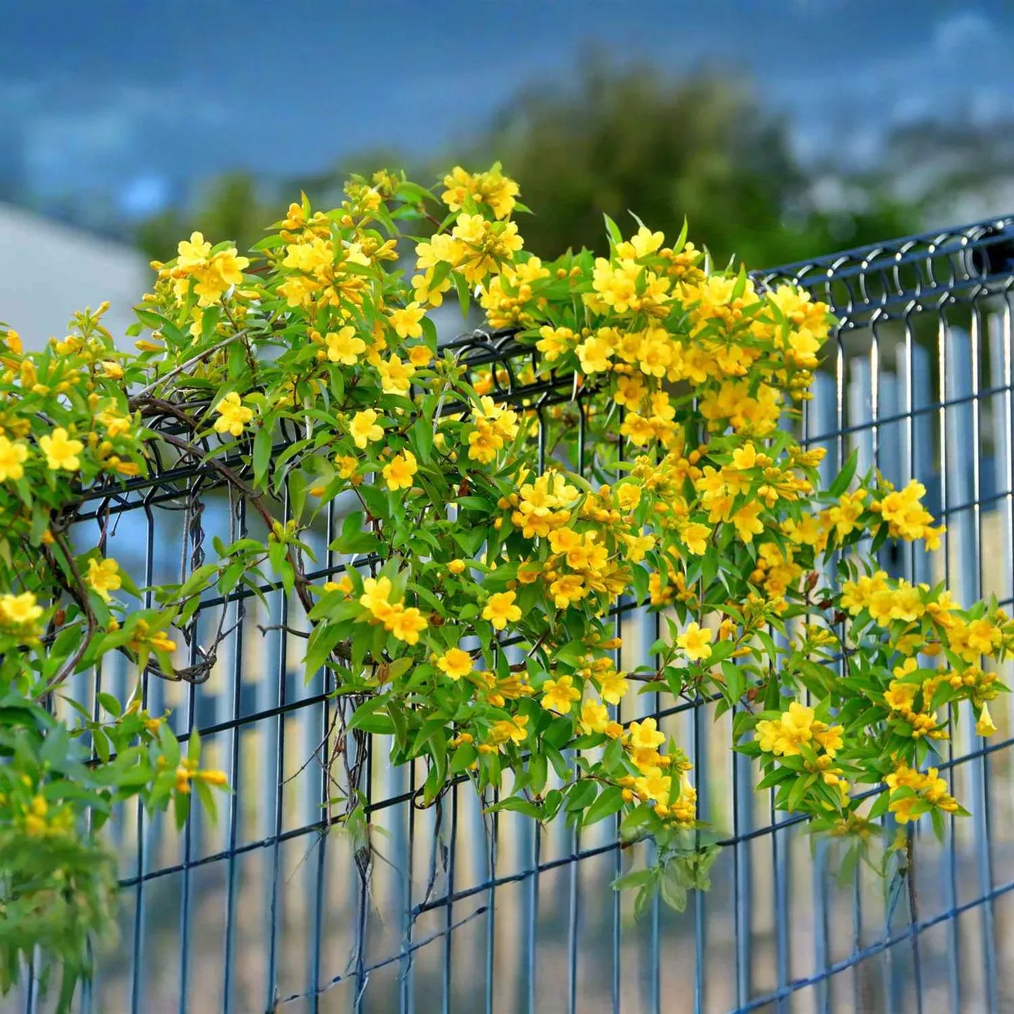 20 Yellow Climbing Rose Seeds - Fragrant Perennial Vine - Fast-Growing Flower for Trellis, Arbors & Fences - Easy to Grow