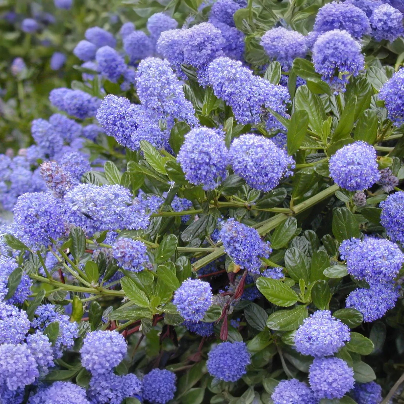 Ceanothus California Lilac Cuttings - 3 Unrooted 6" Stems, Fragrant Blue Blooms, Drought-Tolerant, Nitrogen-Fixing, Zones 8-10, Deer-Resistant