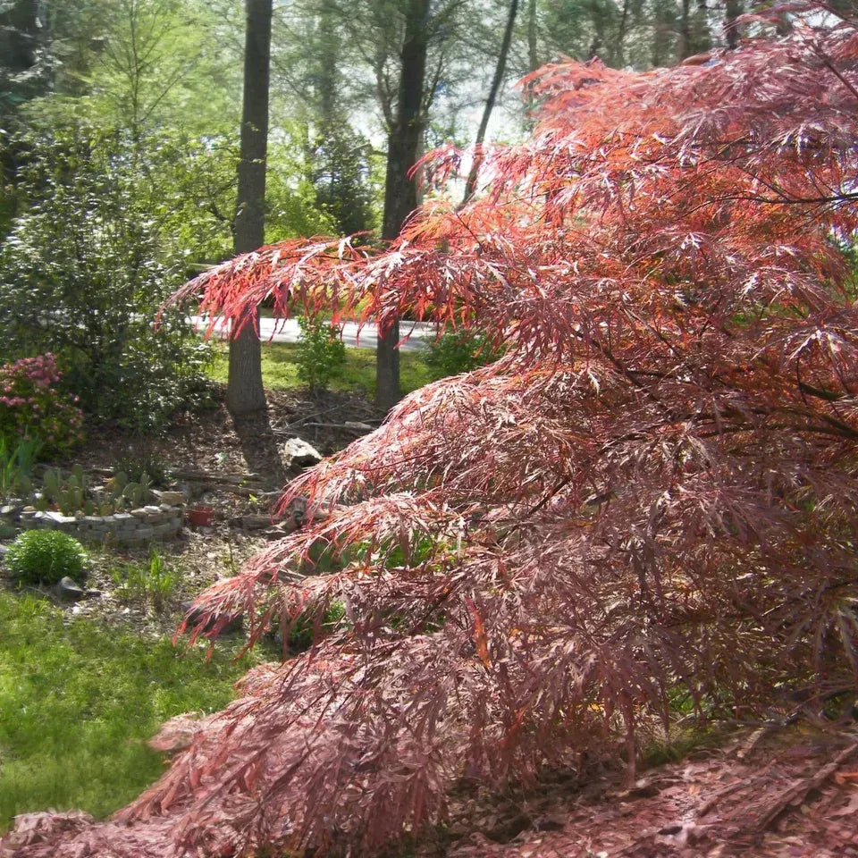 Japanese Maple 'Garnet' Cuttings - 8 Pcs (4+4) for Rooting/Grafting, Award-Winning Weeping Tree, Red-Orange Foliage, Zones 5-9, Hardy