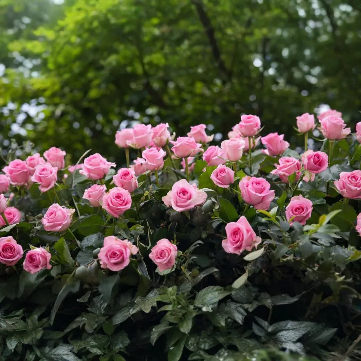 Rose 'Frosty Pink' Floribunda Cuttings - 4 Fresh Stems with Rooting Powder - Light Scent - US Grown
