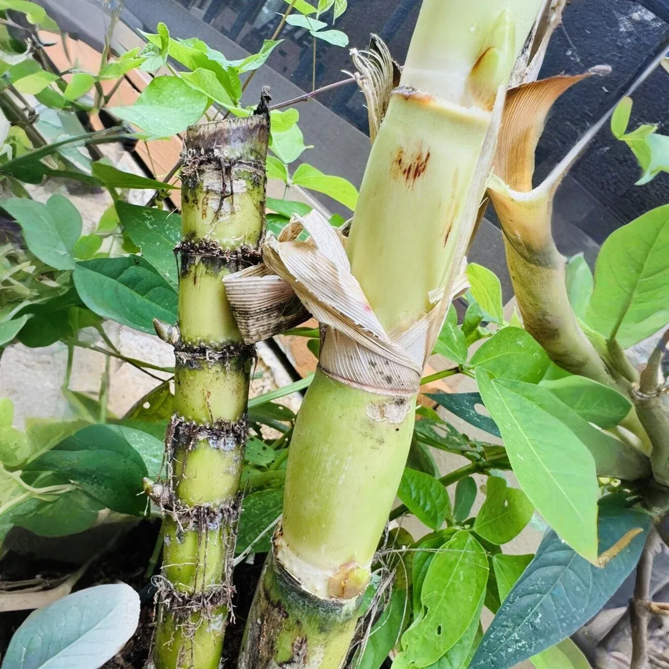 3 Green Sugarcane Cuttings Ready to Plant Sweet Juicy Stalks Tropical Grass