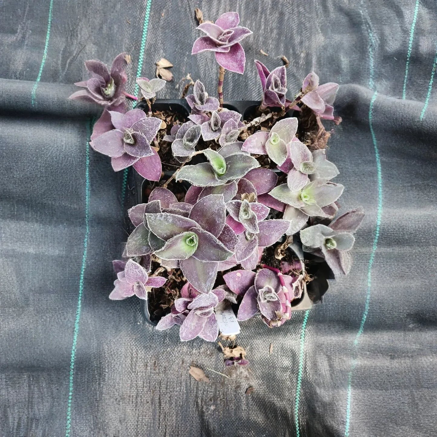 5 Tradescantia Wandering Jew 'Pale Puma' Unrooted Cuttings, Fuzzy Purple Plant, Tradescantia pallida, Indoor Plant, Rare Colorful Cuttings