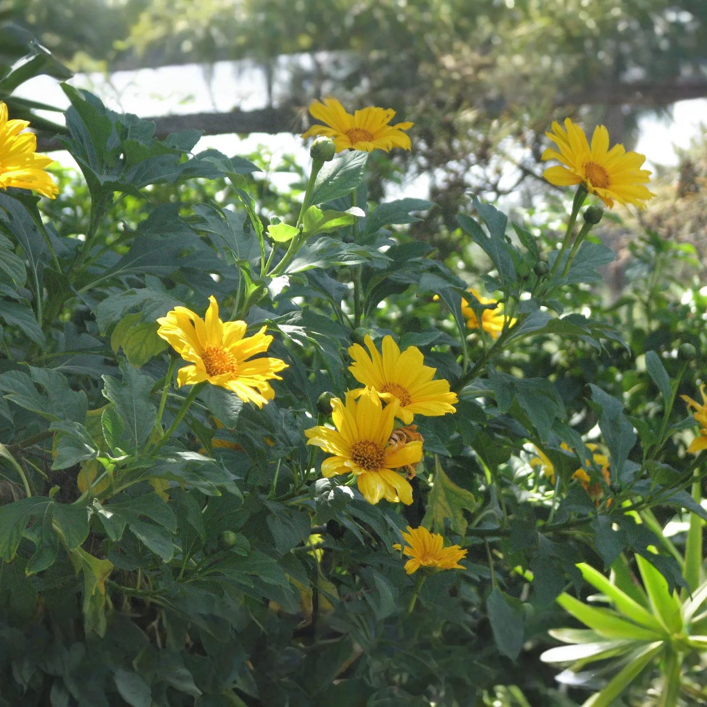 Tithonia Diversifolia Cuttings - 4+ Pack - Mexican Sunflower - Live Rooted - Fast Growing - Chop & Drop Mulch - Pollinator Magnet