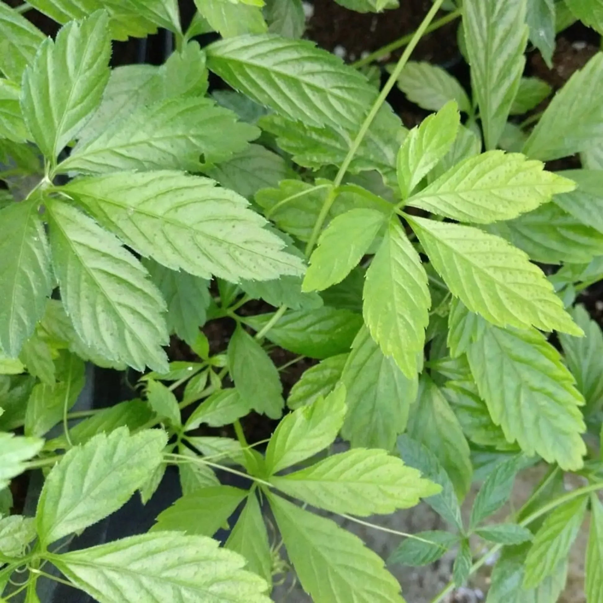 Jiaogulan Live Plants (Gynostemma pentaphyllum), 5 Rooted Plants, Perennial Vine, Indoor/Outdoor