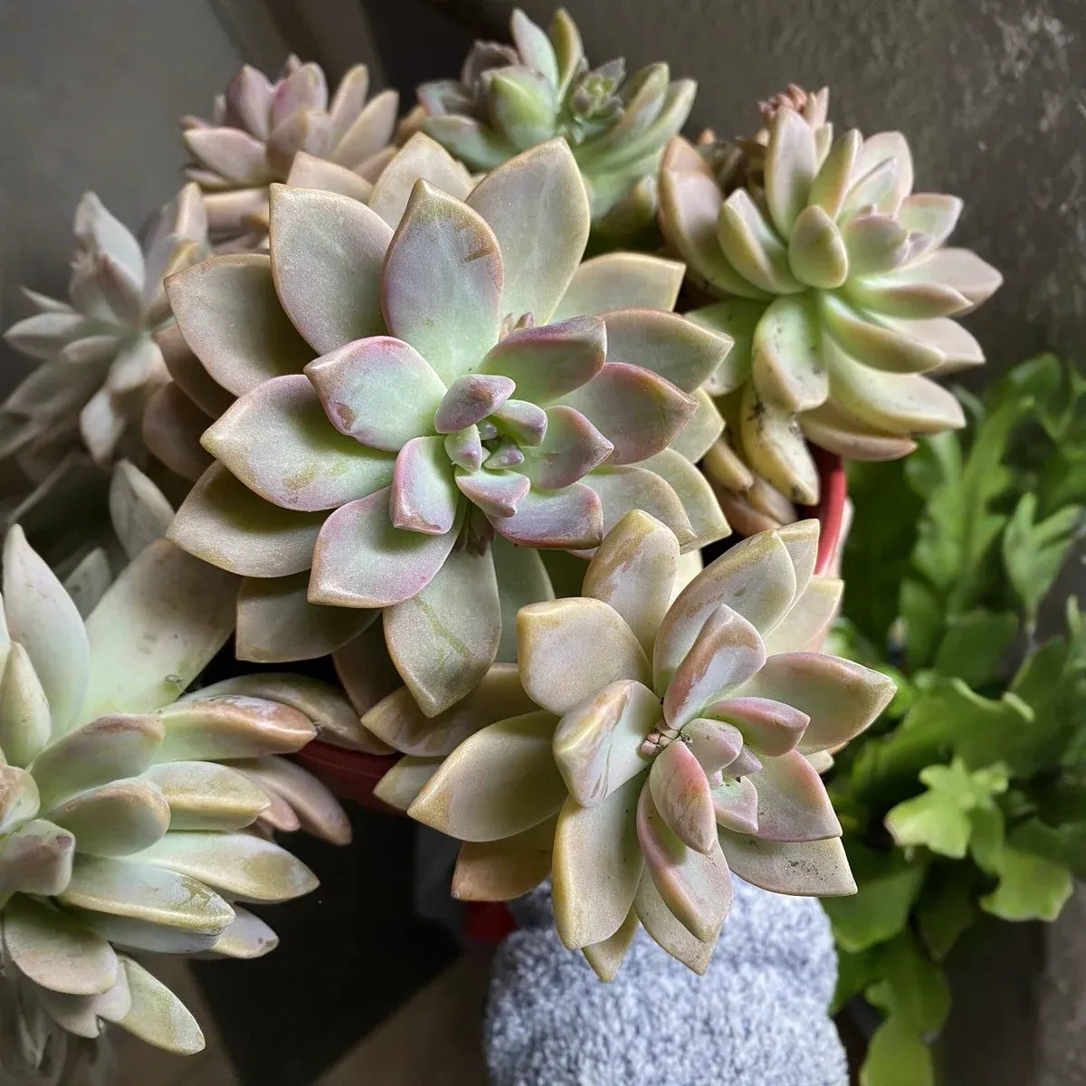 Ghost Plant Succulent (Graptopetalum paraguayense) - 4 Unrooted Cuttings