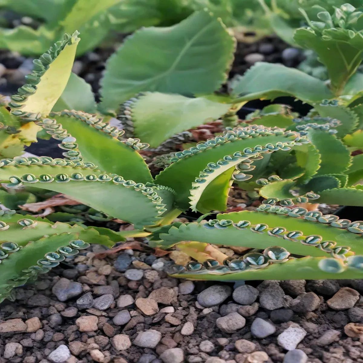 1 Mother of Thousands Plant (Kalanchoe) - Rooted Small Plant, Easy Care Succulent, Unique Indoor Plant, Fast-Growing, for Succulent Garden