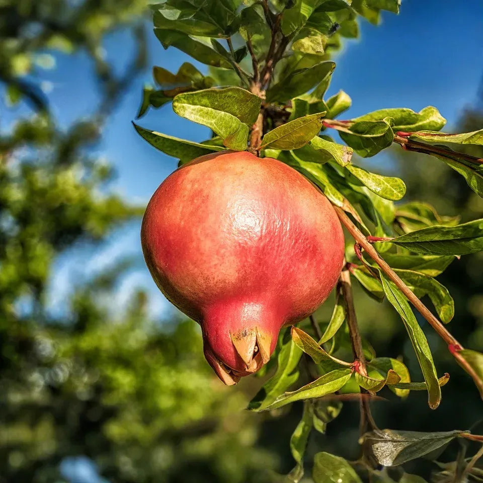 Pomegranate Cuttings - 8 Count - Punica granatum - Mature 9" Cuttings