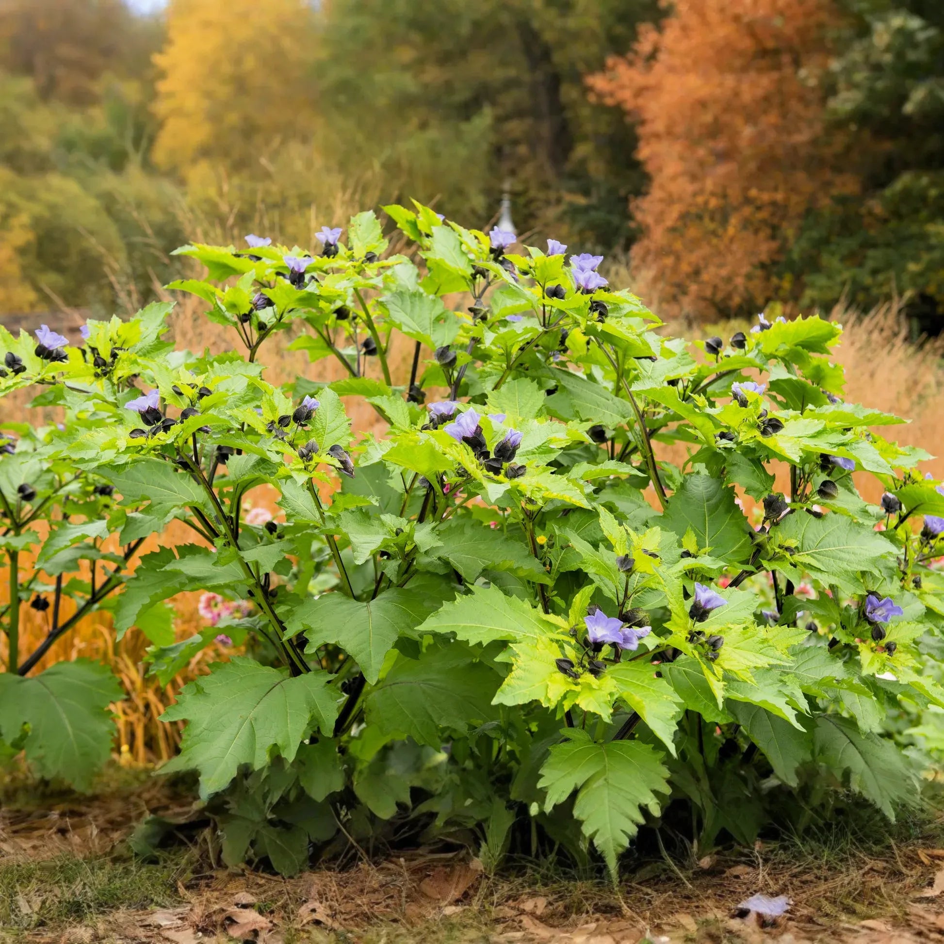 Nicandra physalodes Seeds - 100 Count - Apple of Peru - Annual Flower - Alaska Grown