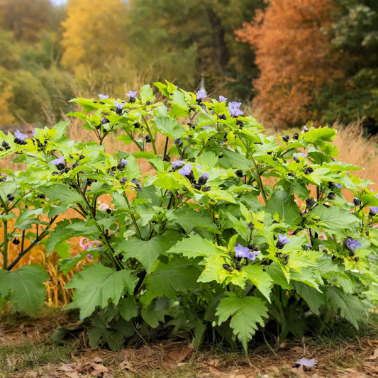 Nicandra physalodes Seeds - 100 Count - Apple of Peru - Annual Flower - Alaska Grown