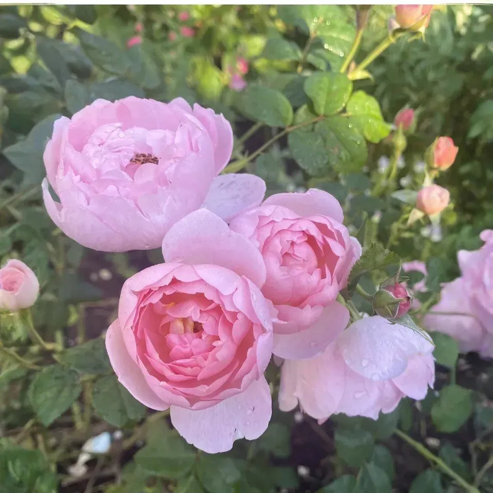 David Austin Rose Cuttings, 3 Unrooted Stems, 5" Long, Soft Pink Flowers, USDA Zones 5-9