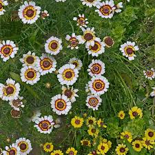 100 Painted Daisy Flower Seeds | Chrysanthemum coccineum | Colorful Perennial for Pollinator Gardens & Borders | Non-GMO