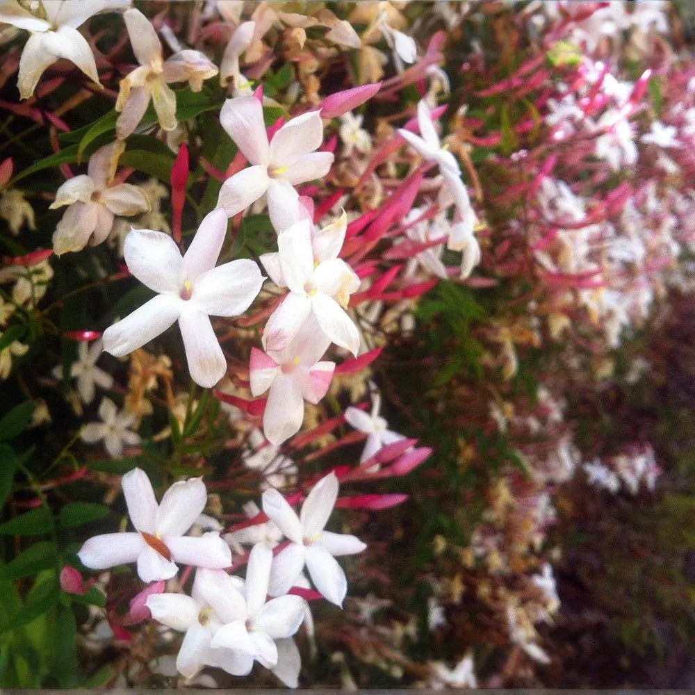 Pink Jasmine Cuttings - 4+ Unrooted Stems - Jasminum polyanthum - Fragrant Climbing Vine - USPS Shipping