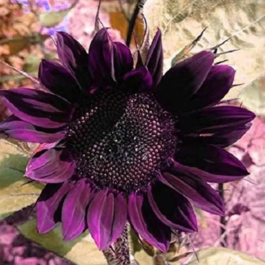 50 Rare Purple Sunflower Seeds - Heirloom ‘Violet Glow’ - Stunning Garden Flowers - Easy to Grow - Unique Bloom for Landscaping