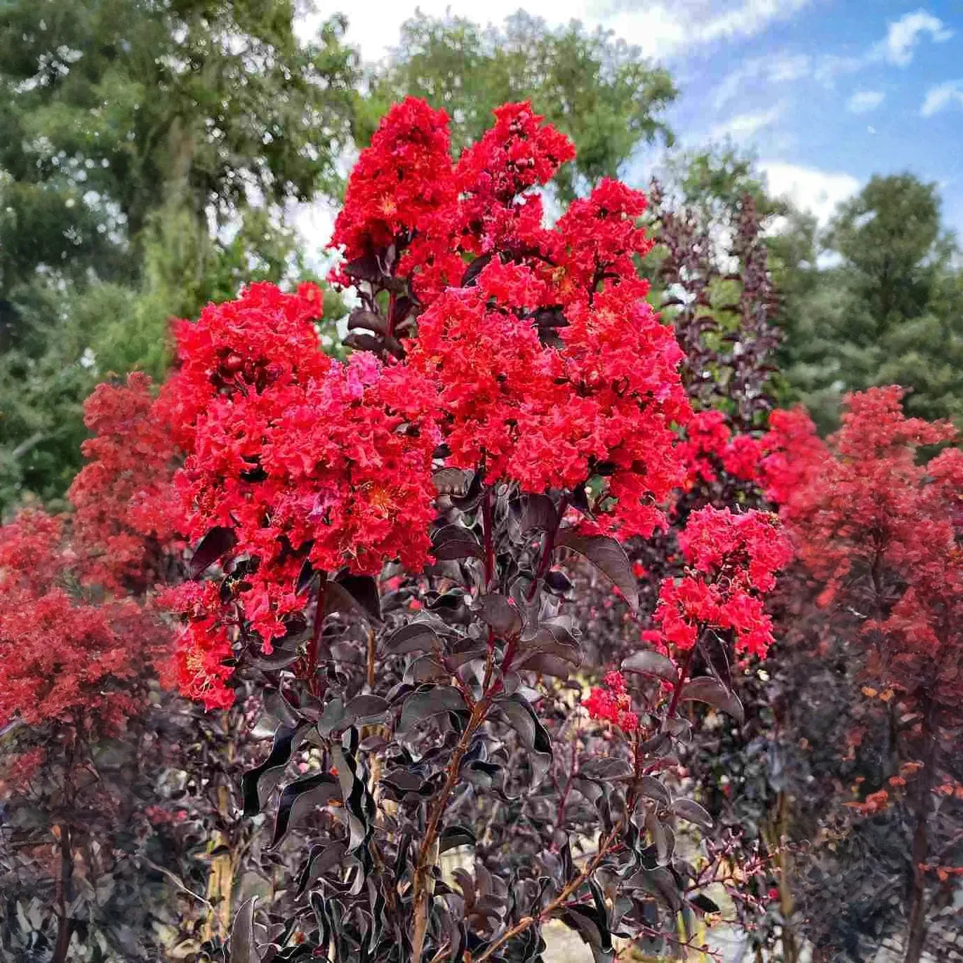 Black Diamond Crape Myrtle Starter Plants - 2 Rooted 6" Cuttings - Dark Red Flowers, Purple-Black Foliage