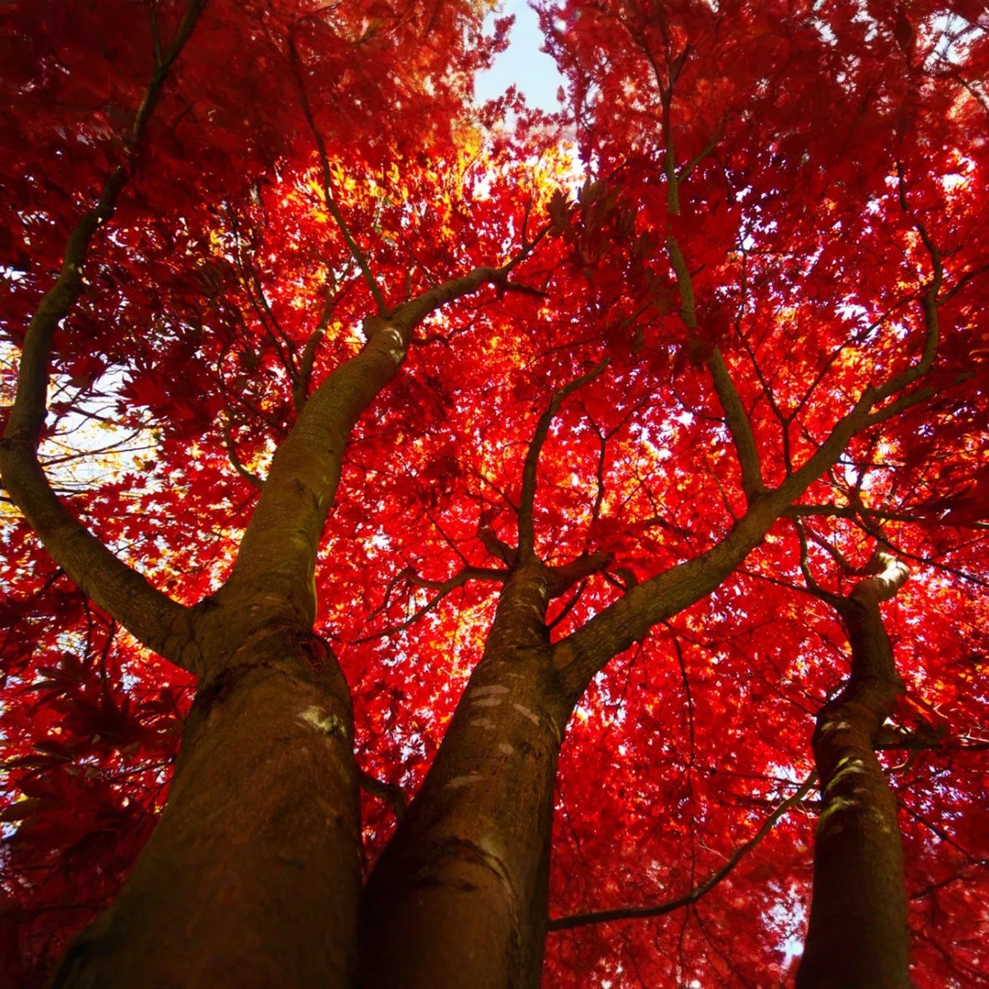 Red Maple Tree Cuttings, Acer rubrum, 12 Live Clippings, Color-Changing Foliage, USDA Zones 3-9, Wildlife Habitat