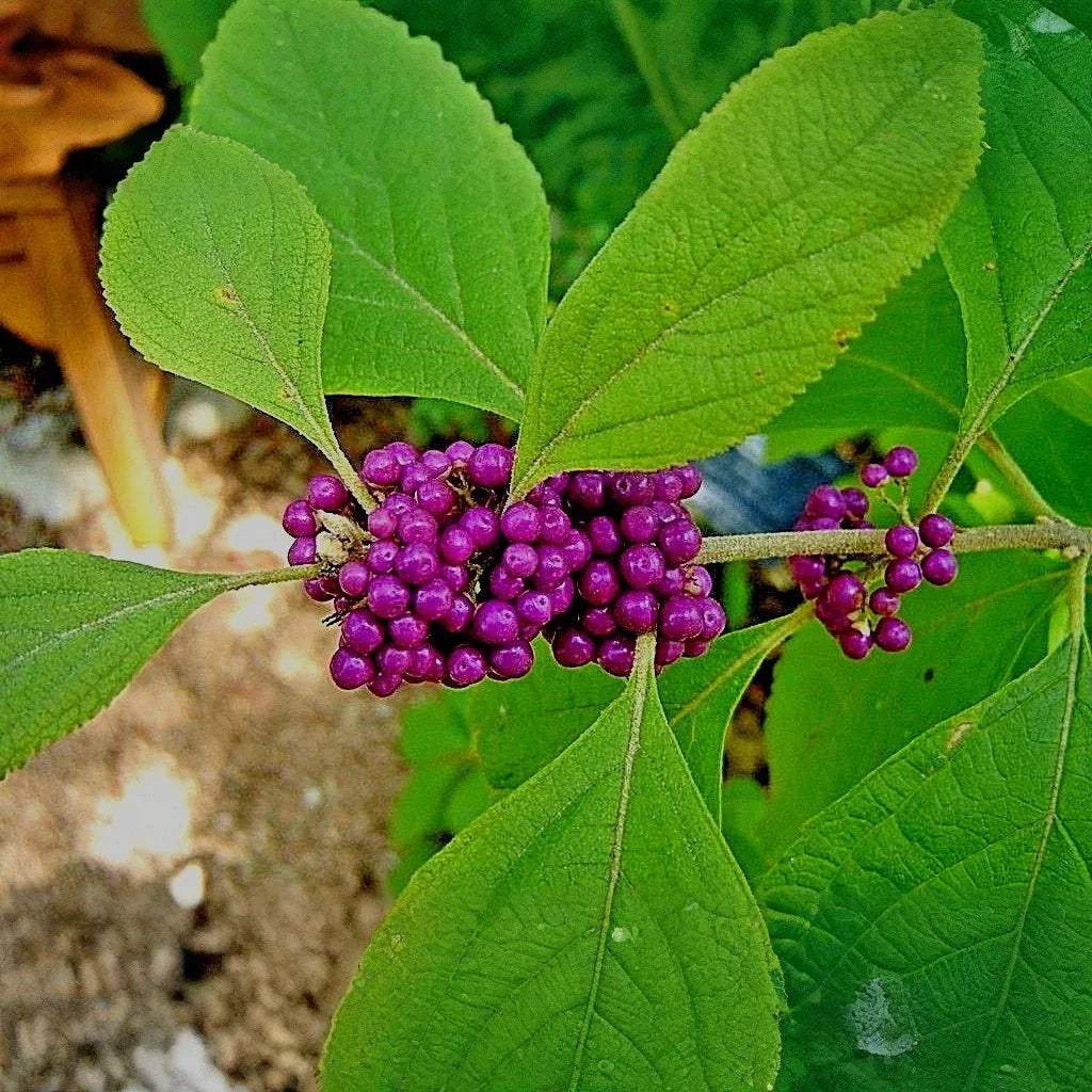 Beautyberry Bush Cuttings, Callicarpa americana, 7 Live Clippings, Purple Berries, USDA Zones 6-10, Wildlife Friendly