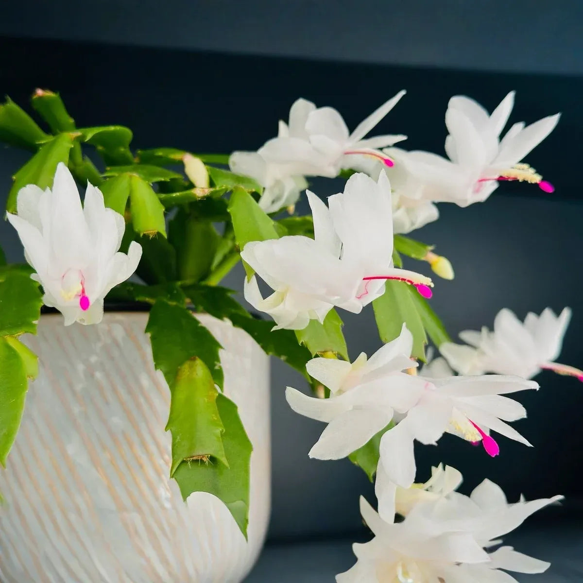 Christmas Cactus Cuttings - 5 Live 4-5" Cuttings, Schlumbergera, White Flowers