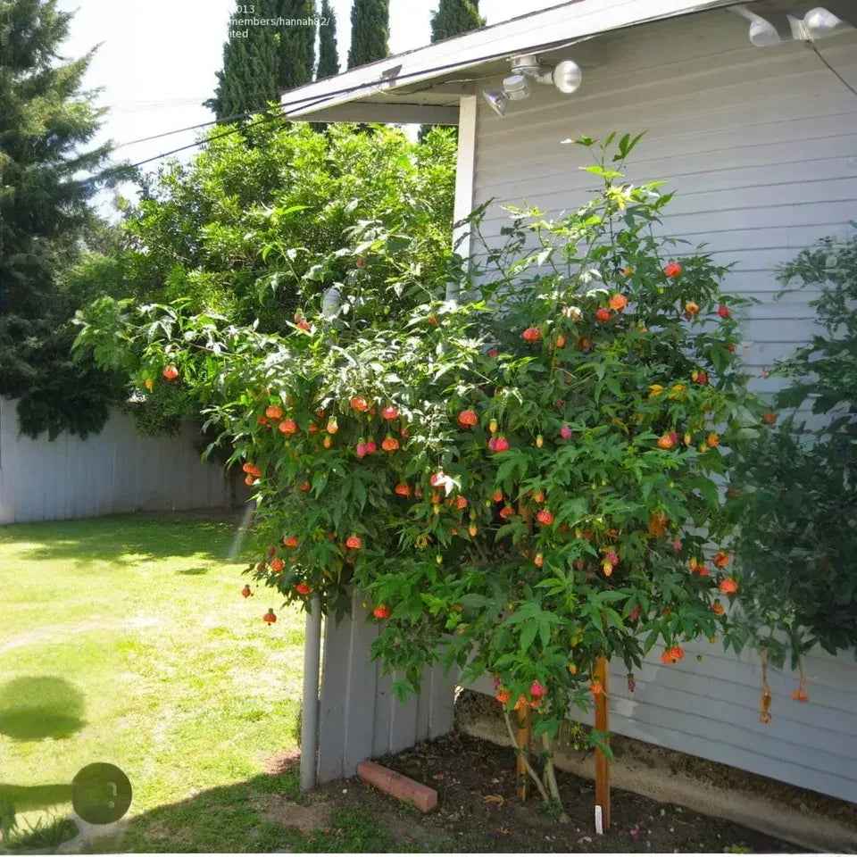 Tiger Eye Abutilon Starter Plant - Small Rooted Flowering Maple, Unique Orange Blooms, Houseplant or Patio, 4" Pot