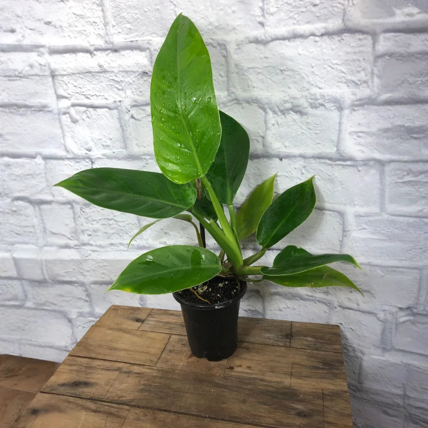 Imperial Green Philodendron, Live Tropical Plant, 4 Inch Pot, Indoor Outdoor Houseplant