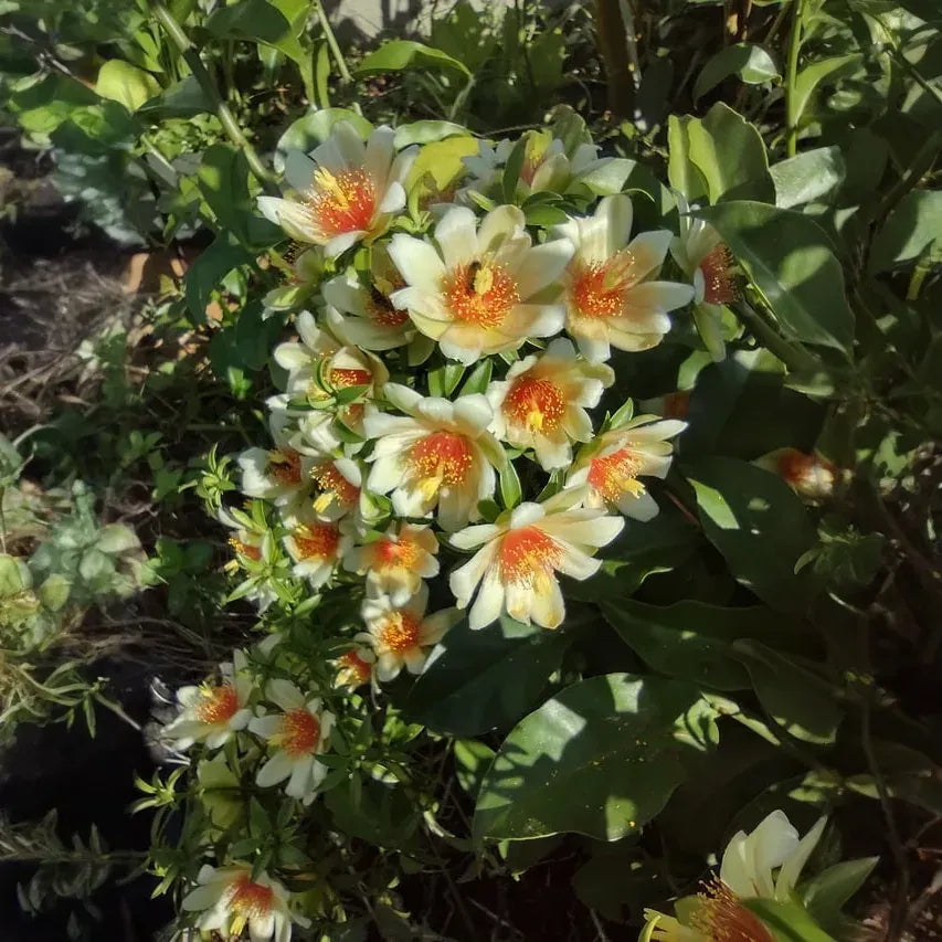 Pereskia aculeata Variegated, 4" Potted Plant, Cactus with Leaves, Rare Variety