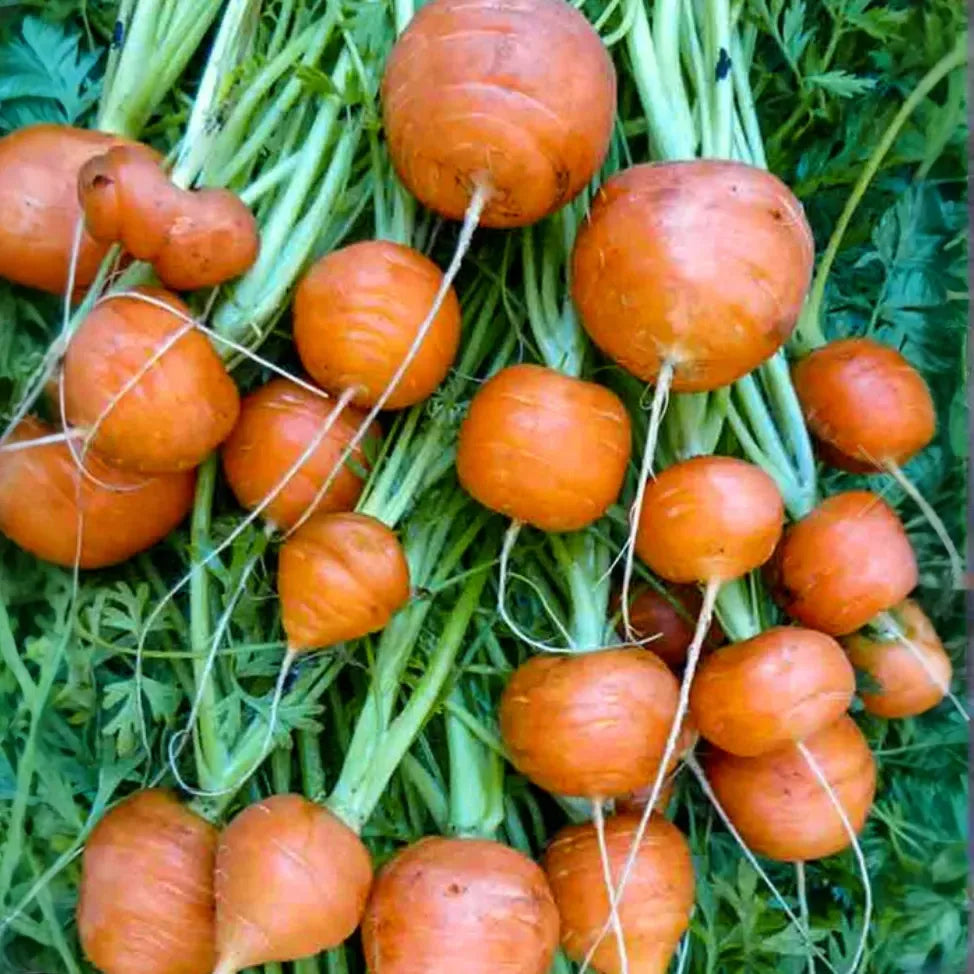 250 Parisian Carrot Seeds | Heirloom Non-GMO Round Carrots | Daucus carota | Compact Variety for Containers & Raised Beds