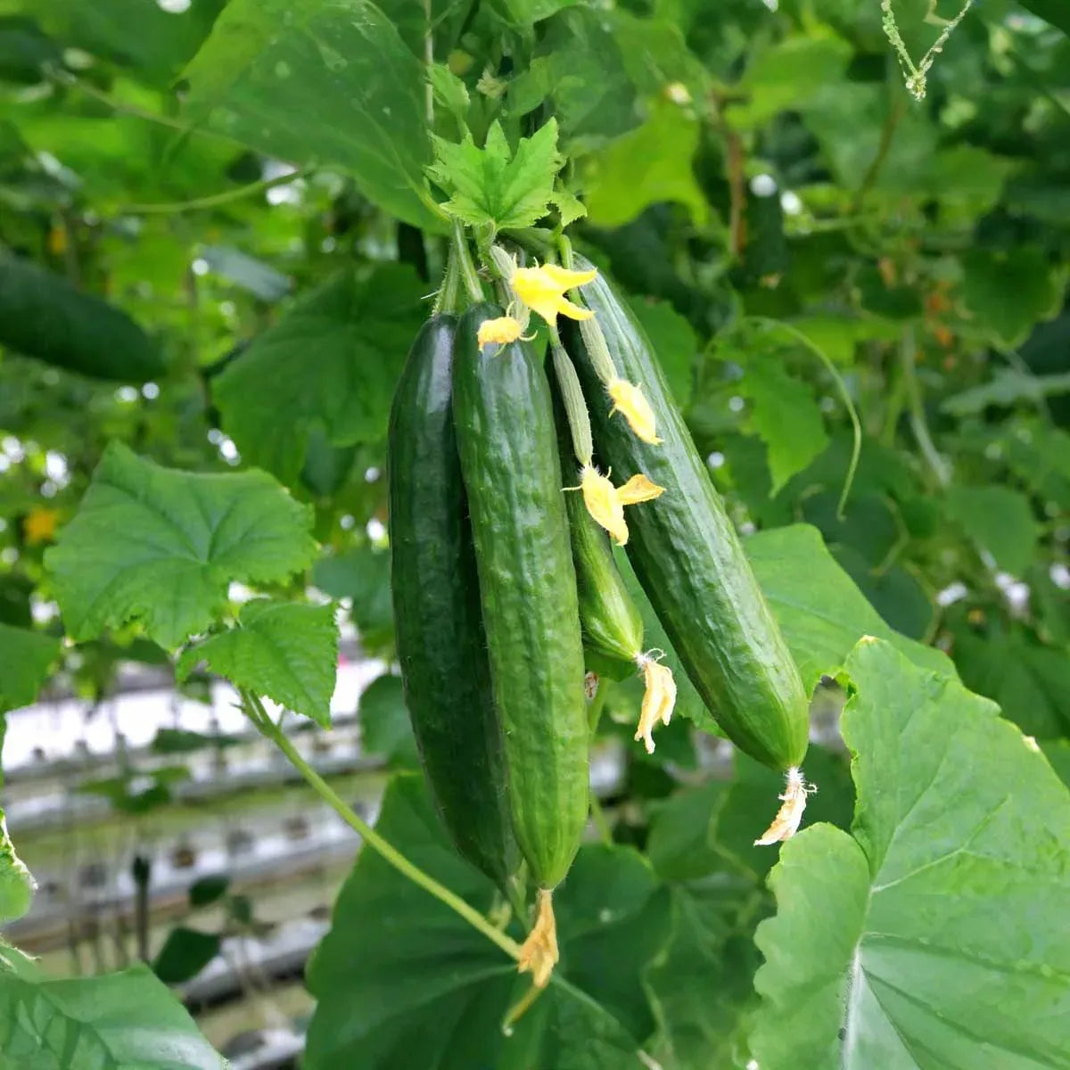 50 Cucumber Seeds for Planting | Cucumis sativus | Non-GMO Vegetable Seeds | Easy to Grow in Gardens, Beds, or Containers