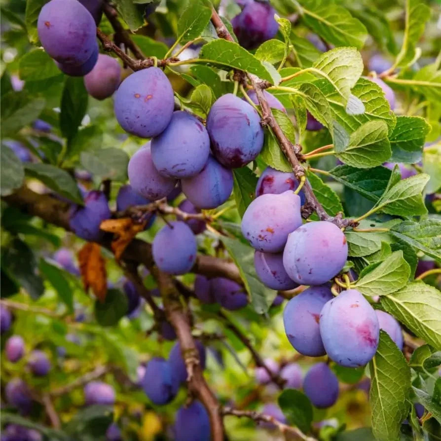 Wild Plum Cuttings - 12 Pack - Prunus americana - Hardy Native Fruit Tree - Pollinator Magnet -