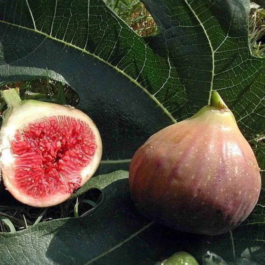 Violette de Bordeaux Fig Cuttings, Ficus carica 'Negronne', Two Crops, USDA Zones 7-10, Propagation Ready