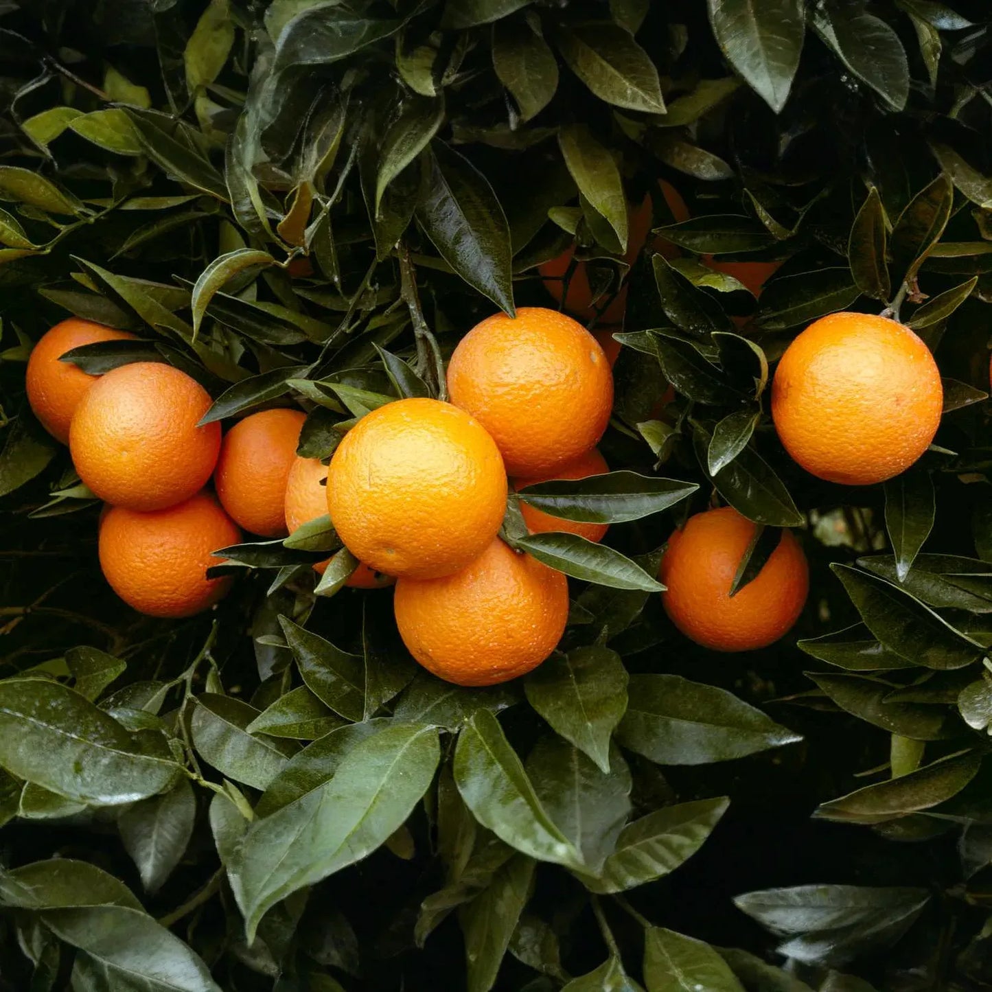 California Navel Orange Cuttings, Citrus sinensis, 5 Grafting Stems, Fruit Tree Propagation, USDA Zones 9-11