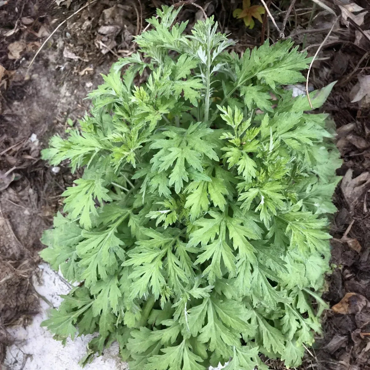 100 Seeds Japanese Mugwort (Artemisia princeps, Yomogi) Herb for Planting | Culinary, Aromatic Herb