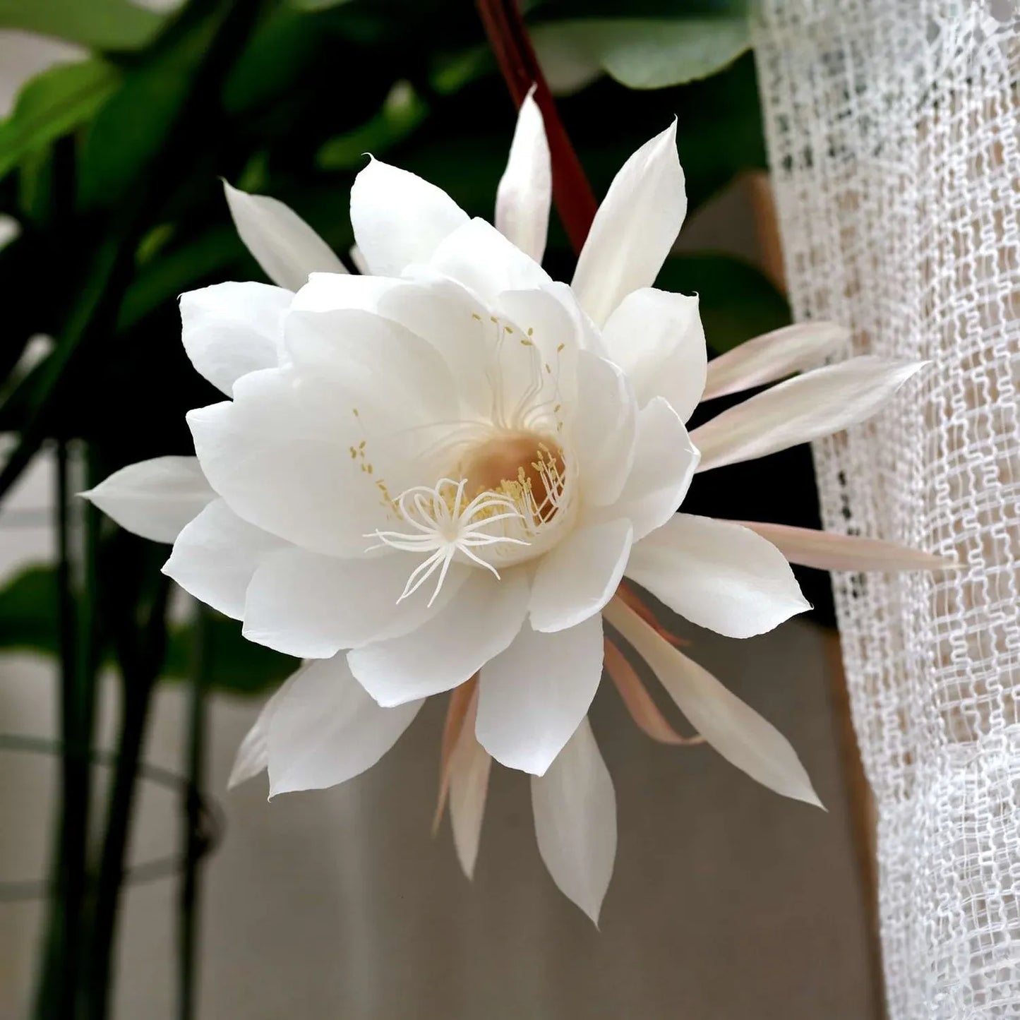 Queen of the Night Cactus Cutting, Epiphyllum oxypetalum, Unrooted 3-Leaf Stem, Fragrant Night Bloom, USDA Zones 10-12, Houseplant
