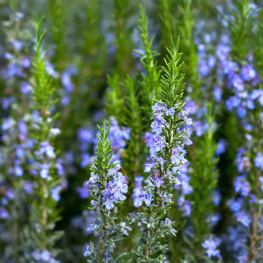 Rosemary Herb Cuttings, Rosmarinus officinalis, Cold Hardy to 0°F, Fragrant, Culinary Herb, USDA Zones 7-10