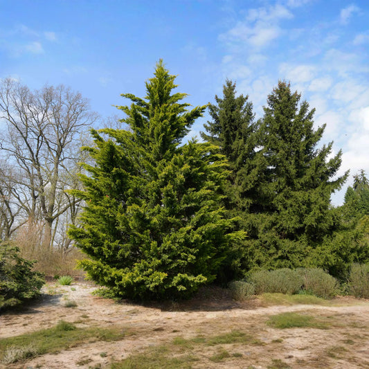 Leyland Cypress Cuttings, 10 Fresh Clippings, Evergreen Privacy Screen, USDA Zones 6-10, Fast Growth