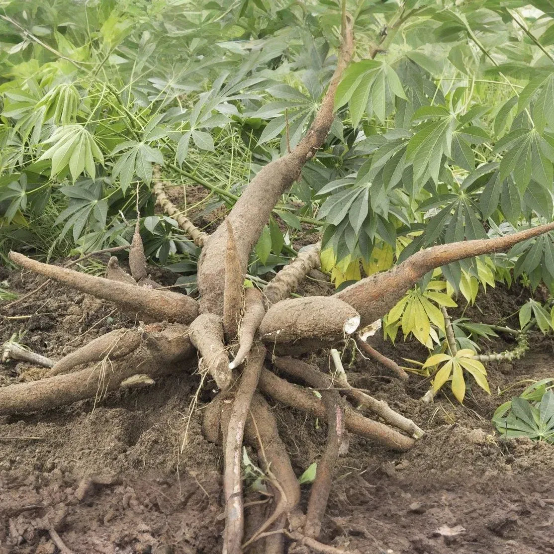 Yucca Cassava Cuttings (5) - 6 Inch Stems w/Rooting Hormone - Tropical Edible Plant