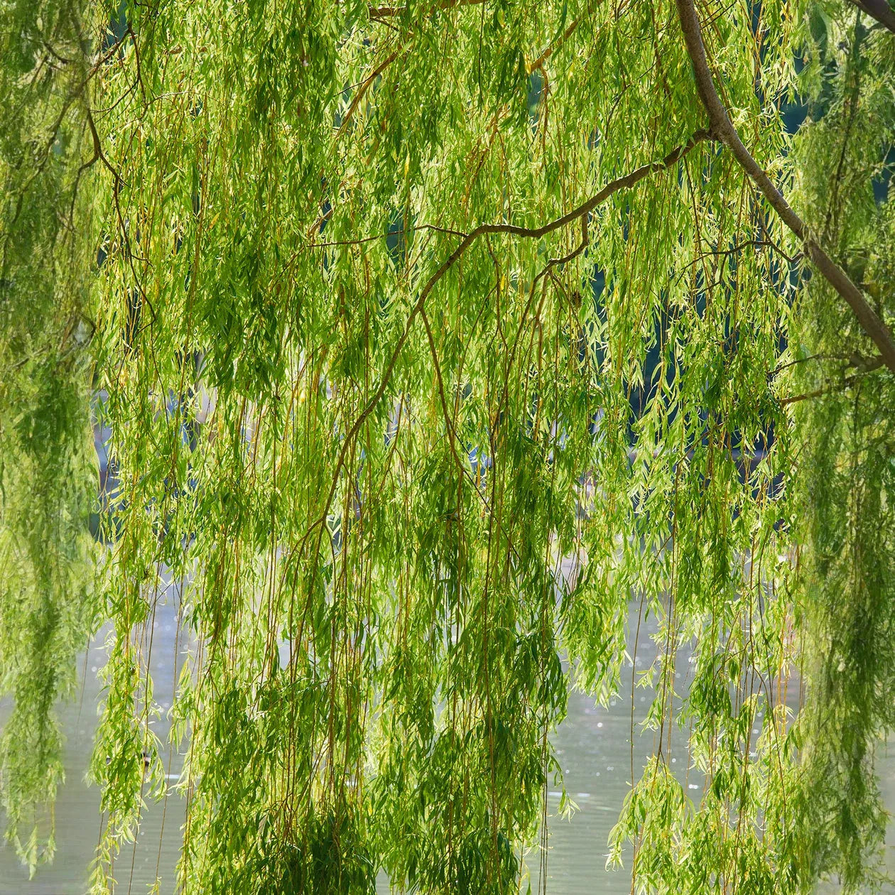 Salix babylonica Cutting, Weeping Willow Bonsai Stock, Thick Trunk, Deciduous Tree, USDA Zones 6-8